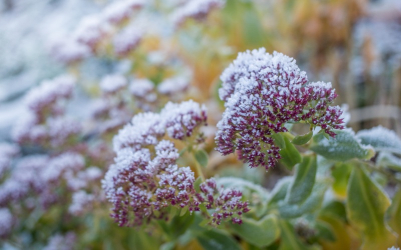 How to Prepare Your Antrim Garden This Winter